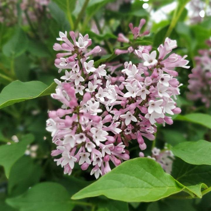 Syringa x 'SMNSDTP' ~ Baby Kim® Lilac-ServeScape