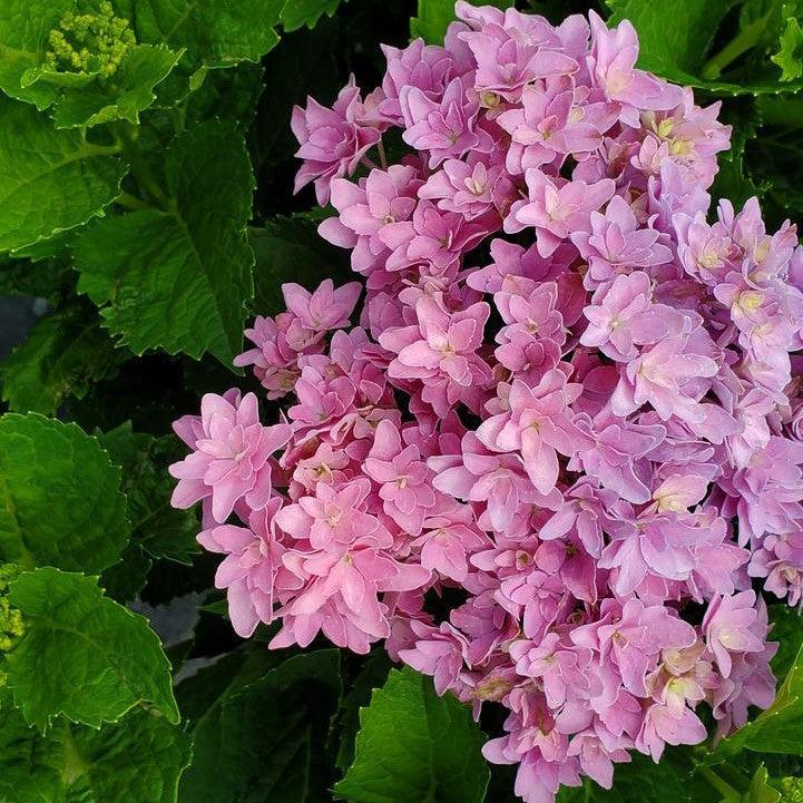 Hydrangea macrophylla ‘Hortmafarfa’ PP32,164 ~ Starfield™ Hydrangea-ServeScape