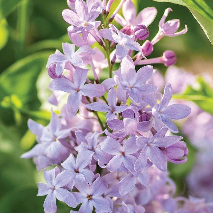 Syringa vulgaris 'G13099' ~ New Age™ Lavender Lilac-ServeScape