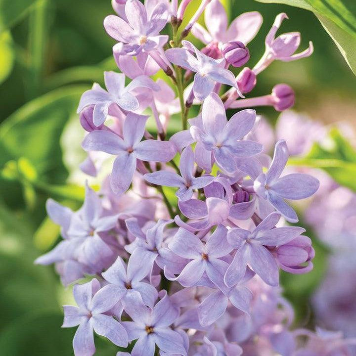 Syringa vulgaris 'G13099' ~ New Age™ Lavender Lilac-ServeScape