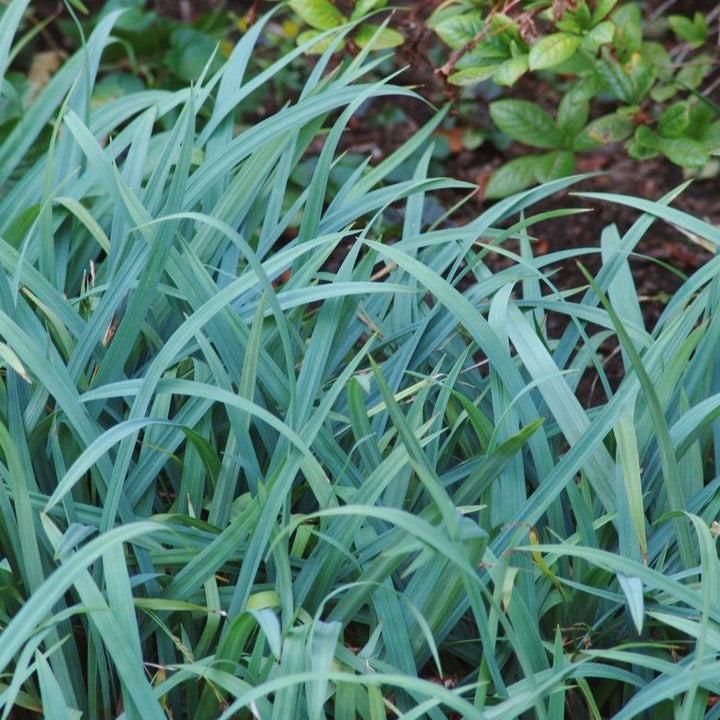 Carex flaccosperma ~ Blue Wood Sedge-ServeScape