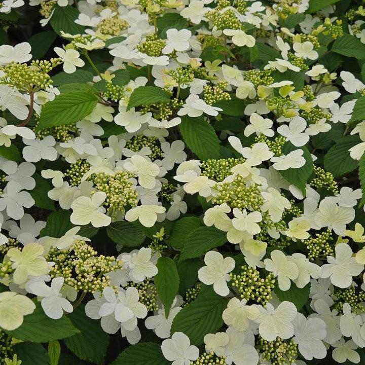 Viburnum plicatum var. tomentosum 'NCVP1' ~ Steady Eddy® Doublefile Viburnum-ServeScape