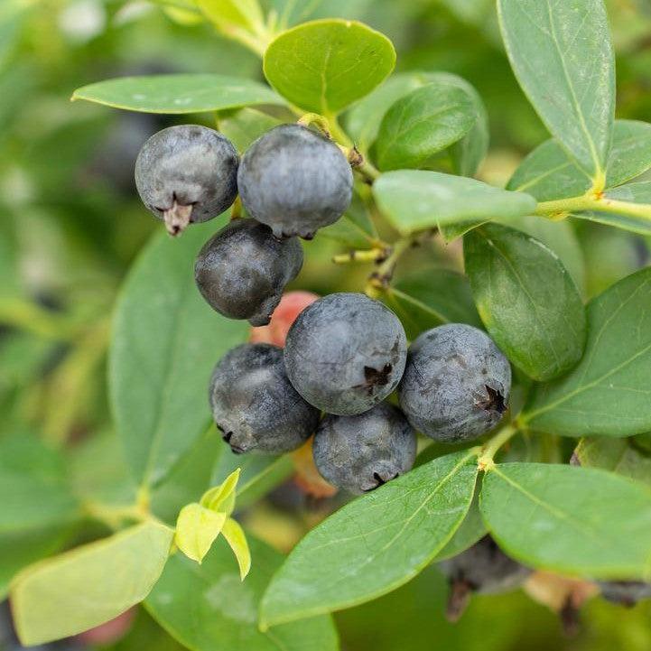 Vaccinium corymbosum hybrid 'FC12-029' ~ Bushel and Berry® Sapphire Cascade Blueberry-ServeScape
