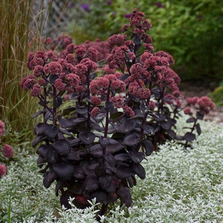 Sedum 'Night Embers' ~ Night Embers Stonecrop-ServeScape