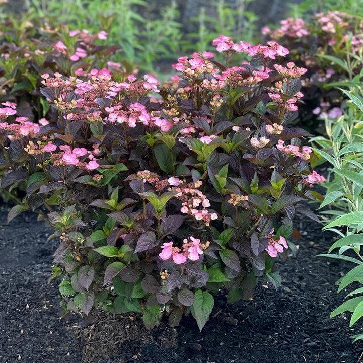 Hydrangea serrata 'JPD01' ~ Pink Dynamo™ Hydrangea-ServeScape
