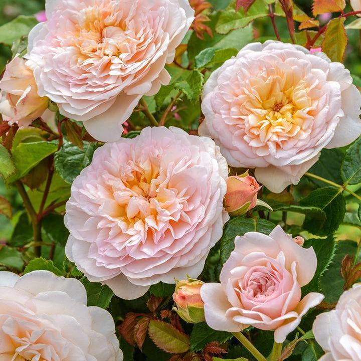Rosa 'Ausearnshaw' ~ Emily Bronte Rose-ServeScape