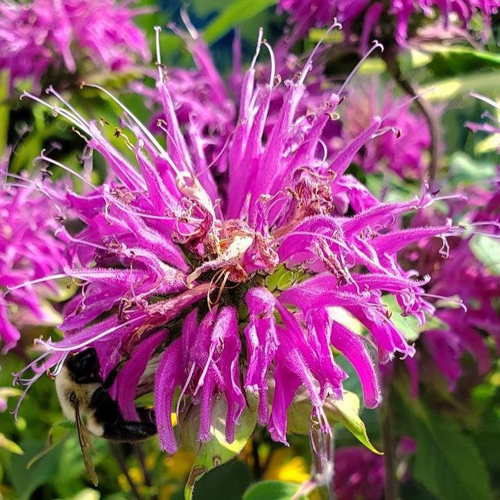Monarda'Blaustrumpf' ~ Blue Stocking Bee Balm-ServeScape