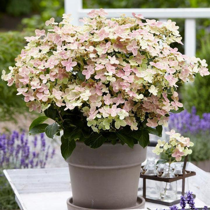 Hydrangea paniculata 'AJ14' ~ Early Evolution Hydrangea-ServeScape