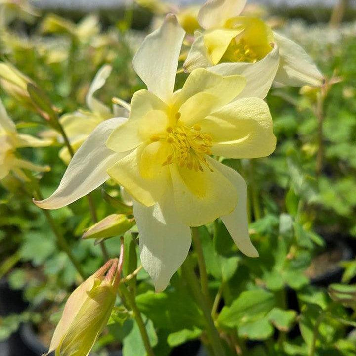 Aquilegia 'PAS1258489' ~ Earlybird™ Yellow Columbine-ServeScape