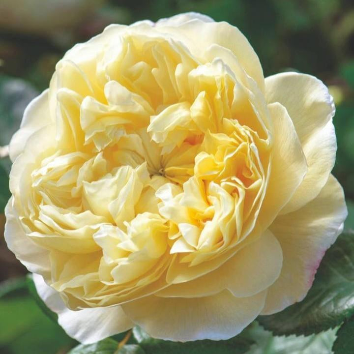 Rosa 'Auspeet' ~ Charles Darwin® Rose-ServeScape