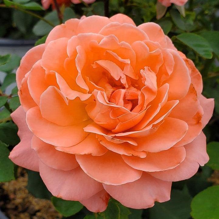 Rosa x 'BOZFRA221' ~ Reminiscent™ Coral Rose-ServeScape