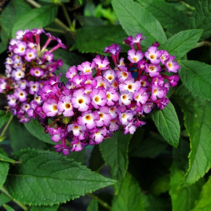 Buddleja 'PODARASNGA 9-15' ~ Blooming Easy® Blueberry Pie™ Butterfly Bush-ServeScape
