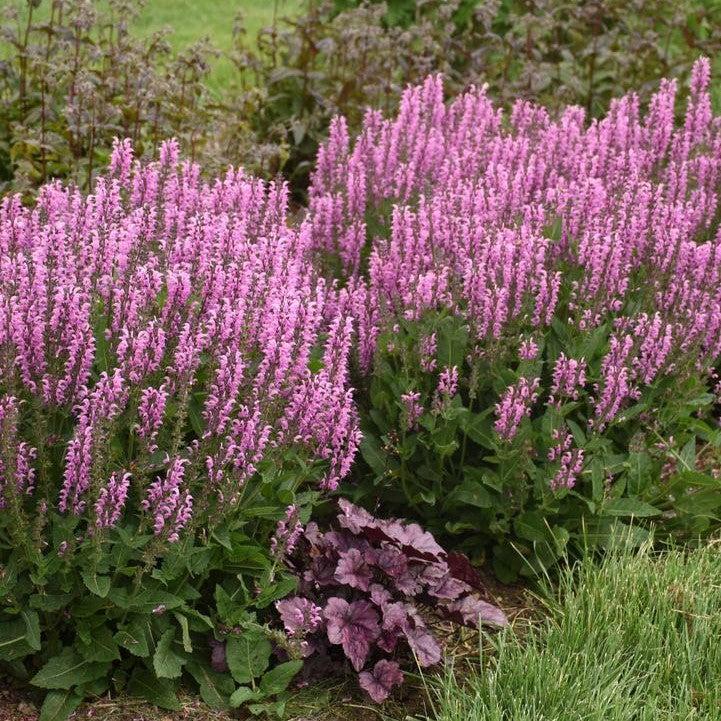 Salvia 'Back to the Fuchsia' ~ Color Spires® Back to the Fuchsia Salvia-ServeScape