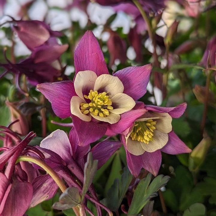 Aquilegia 'PAS1258486' ~ Earlybird™ Purple White Columbine-ServeScape