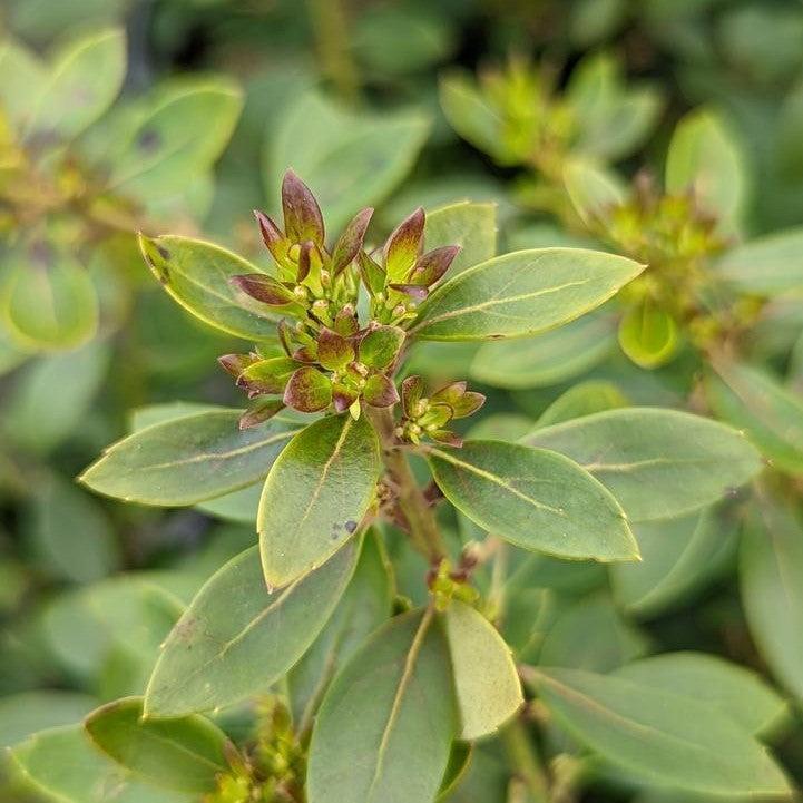 Ilex glabra 'Alexander' ~ Forever Emerald™ Inkberry-ServeScape