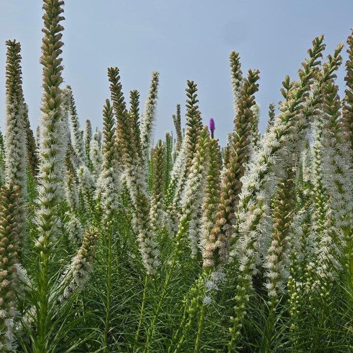 Liatris spicata 'Alba' ~ White Blazing Star-ServeScape