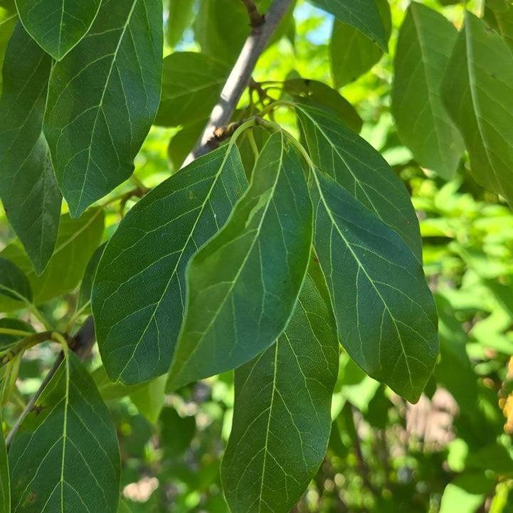 Nyssa sylvatica 'WFH1' ~ Tupelo Tower™ Blackgum-ServeScape
