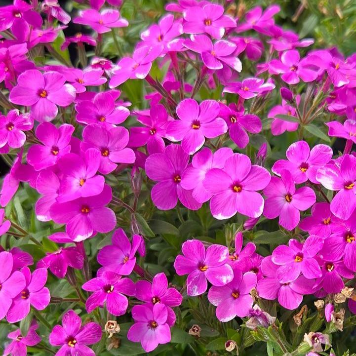 Phlox hybrid 'Woodlander Pink' ~ Woodlander Pink Phlox-ServeScape