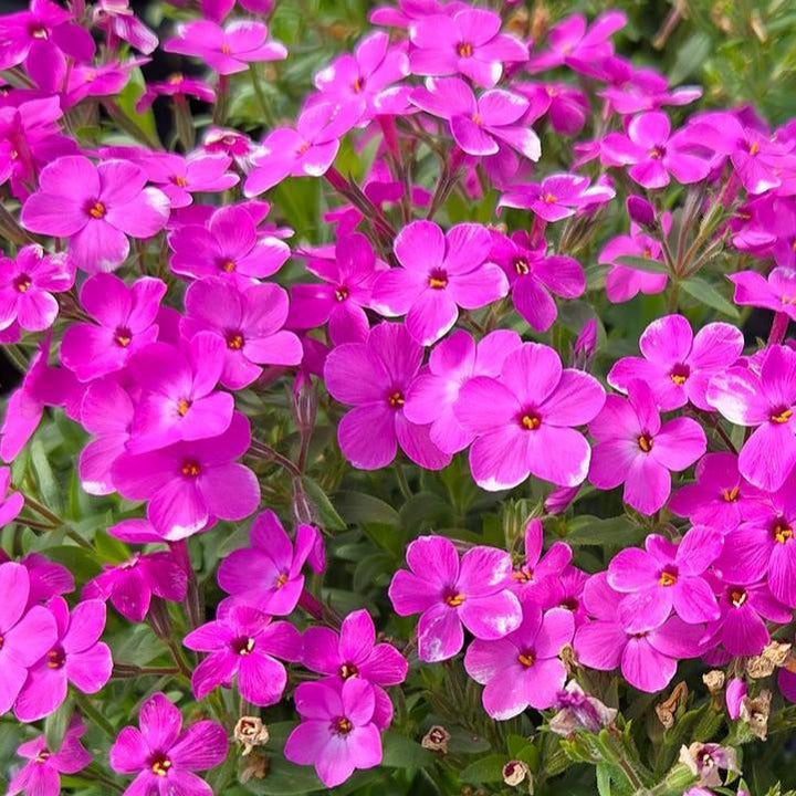 Phlox hybrid 'Woodlander Pink' ~ Woodlander Pink Phlox-ServeScape