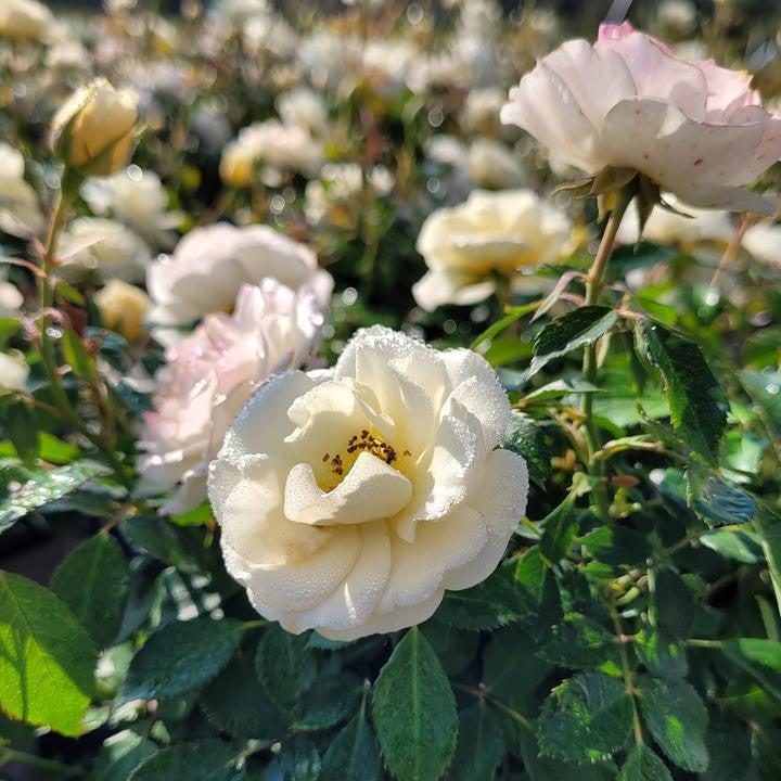 Rosa ‘Meidevi' PP 35,825 ~ Buttercream Drift® Rose-ServeScape