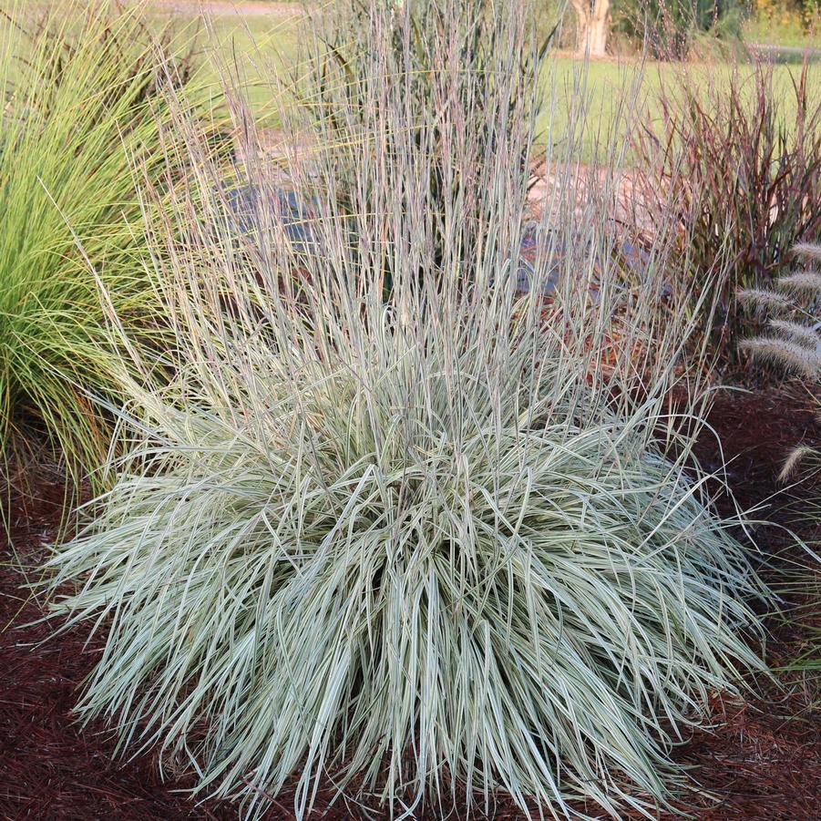 Schizachyrium scoparium 'Shining Star' ~ Shining Star Little Bluestem-ServeScape