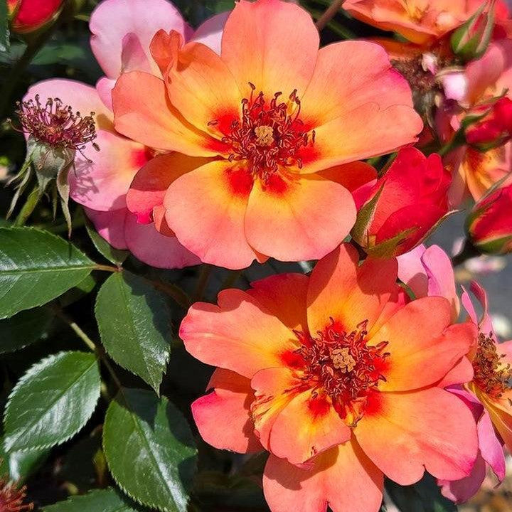 Rosa x 'Noa813219' ~ Flower Carpet® Peach Rose-ServeScape