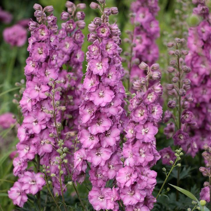 Delphinium x 'Chantay' ~ Delgenius™ Chantay Delphinium-ServeScape