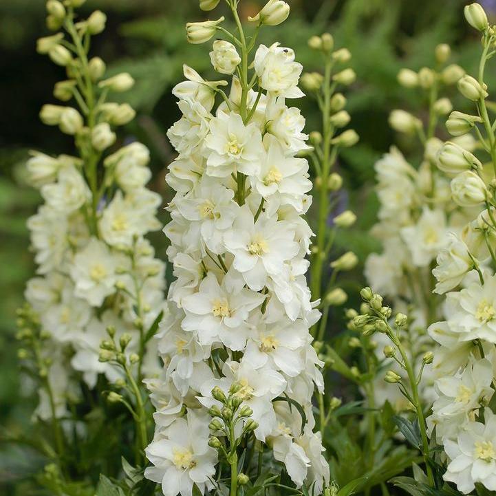 Delphinium x 'Neva' ~ Delgenius™ Neva Delphinium-ServeScape