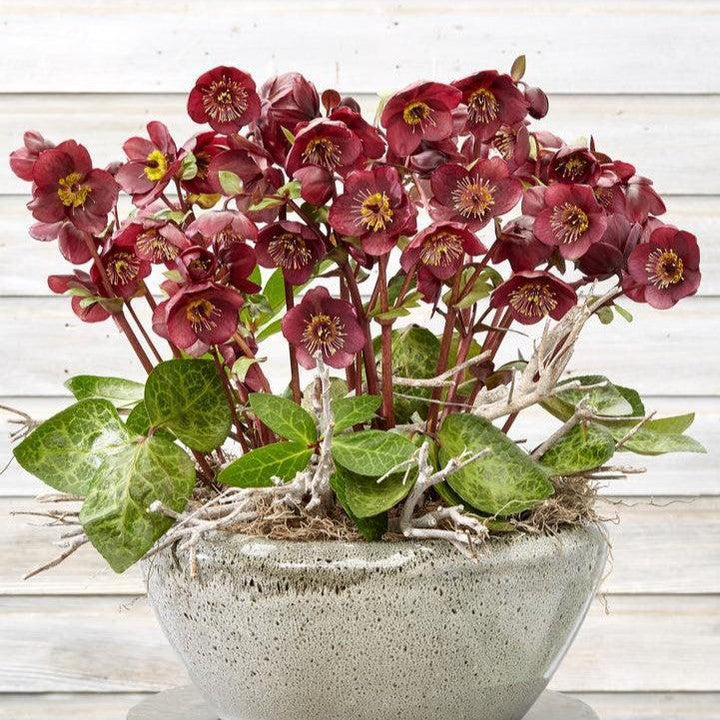 Helleborus x hybridus 'Vibey Velvet' ~ FrostKiss™ Vibey Velvet™ Lenten Rose-ServeScape