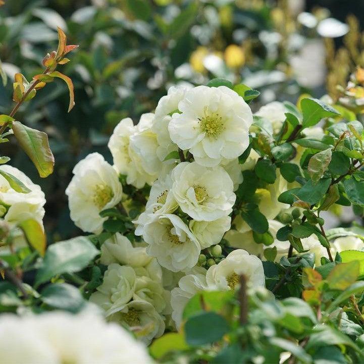 Chaenomeles speciosa 'SMNCSDW' PP35018 ~ PW® Double Take™ Eternal White® Flowering Quince-ServeScape