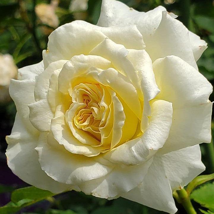 Rosa 'BAInest' ~ First Editions® The Finest™ Rose-ServeScape