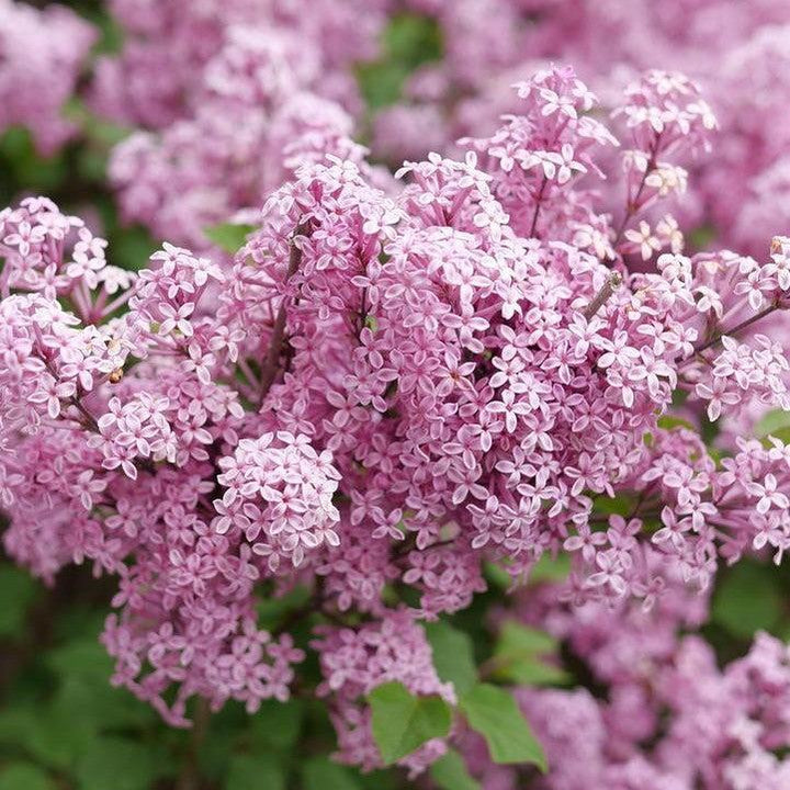 Syringa x 'SMNSPTP' ~ Bloomerang® Purpink Lilac-ServeScape