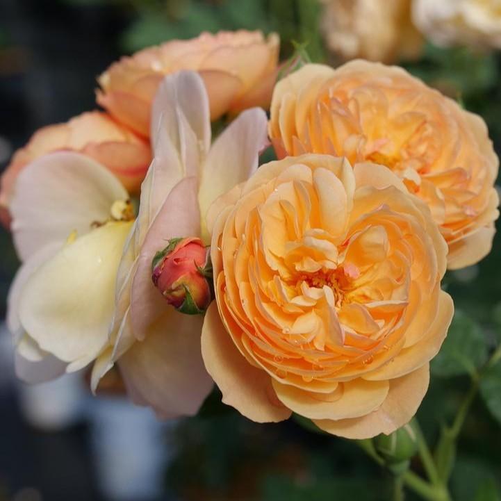 Rosa x 'Boznatafra' ~ PW® Flavorette® Honey-Apricot Rose-ServeScape