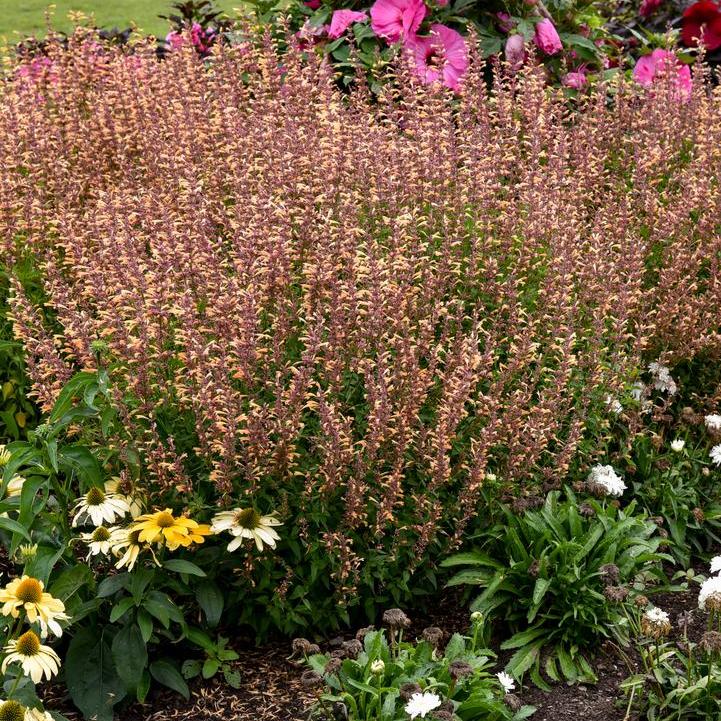 Agastache 'Queen Nectarine' ~ Meant to Bee® Queen Nectarine Agastache-ServeScape