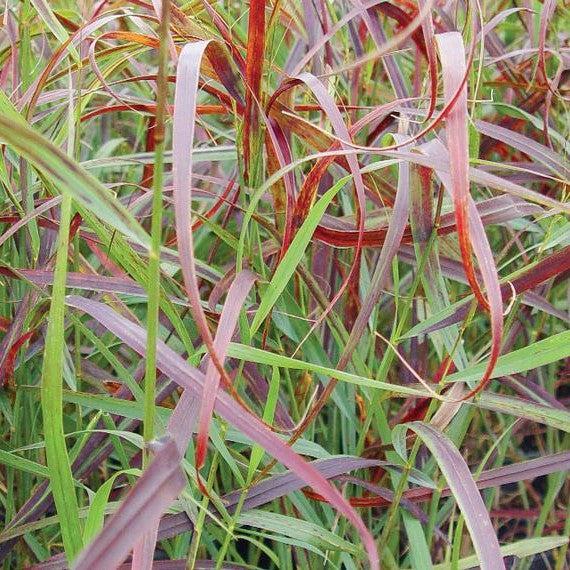 Panicum virgatum 'RR1' ~ Ruby Ribbons™ Switch Grass-ServeScape