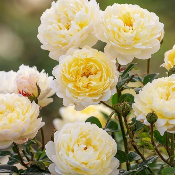 Rosa 'Auspital' ~ Nye Bevan™ Rose-ServeScape