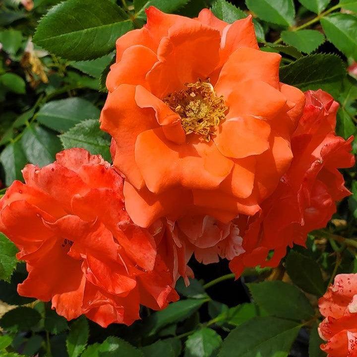 Rosa 'BAIdre' ~ First Editions® Patriot Dream Rose-ServeScape