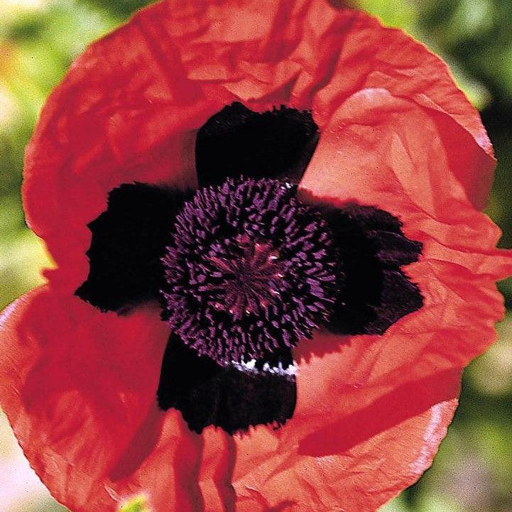 Papaver orientalis 'Brilliant' ~ Brilliant Poppies-ServeScape