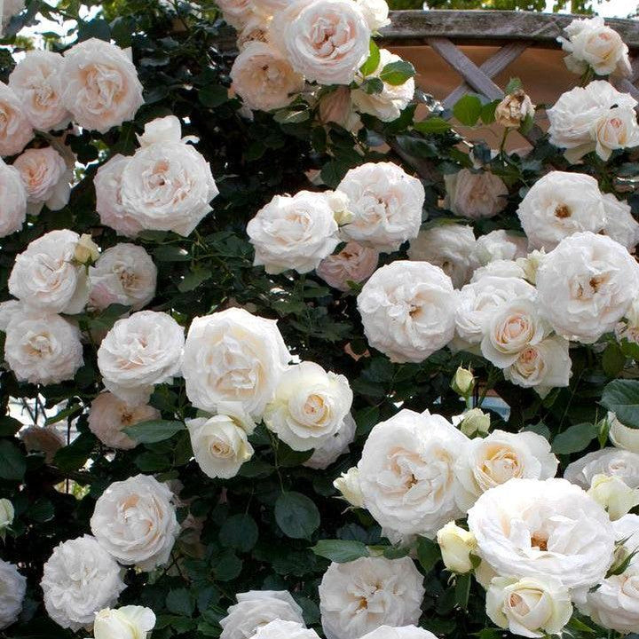 Rosa ''Meiviowit' ~ Eden Climber® White Rose-ServeScape
