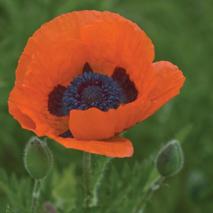 Papaver orientalis 'Prince of Orange' ~ Prince of Orange Poppies-ServeScape