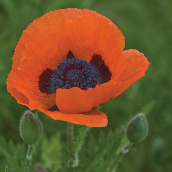Papaver orientalis 'Prince of Orange' ~ Prince of Orange Poppies-ServeScape