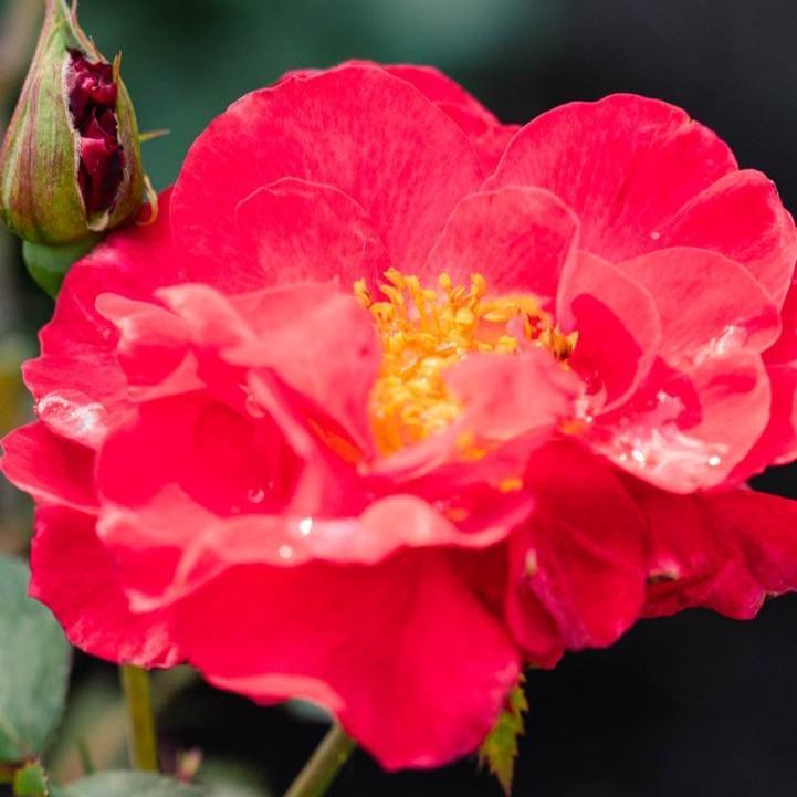 Rosa 'VLR13003' ~ Bloomin' Easy® Cinnamon Hearts™ Rose-ServeScape