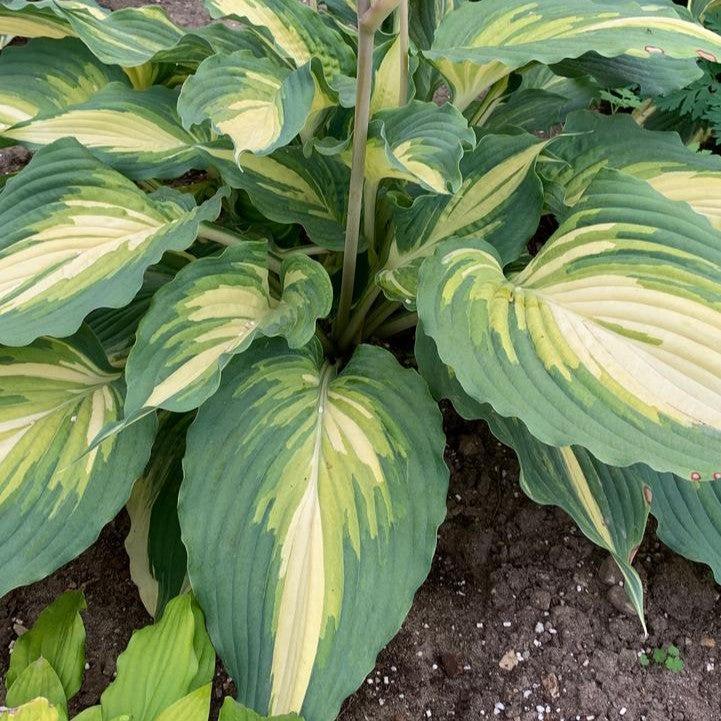 Hosta 'Love Story' ~ PW® Shadowland® Love Story Hosta-ServeScape