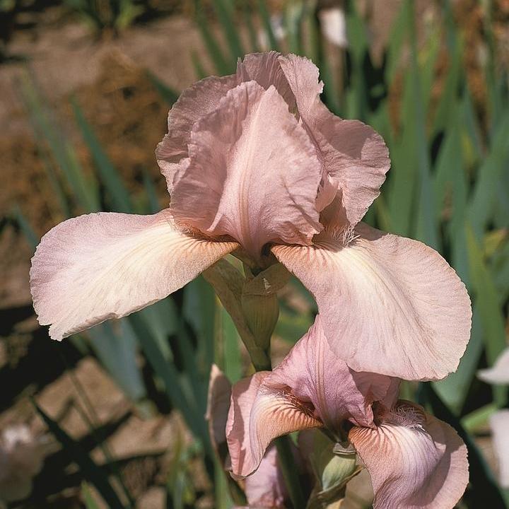 Iris germanica 'Precious Little Pink' ~ Precious Little Pink Bearded Iris-ServeScape