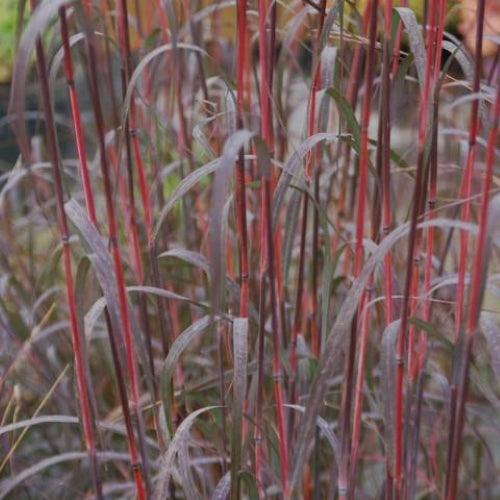Andropogon gerardii 'Holy Smoke' ~ Holy Smoke Blue Stem