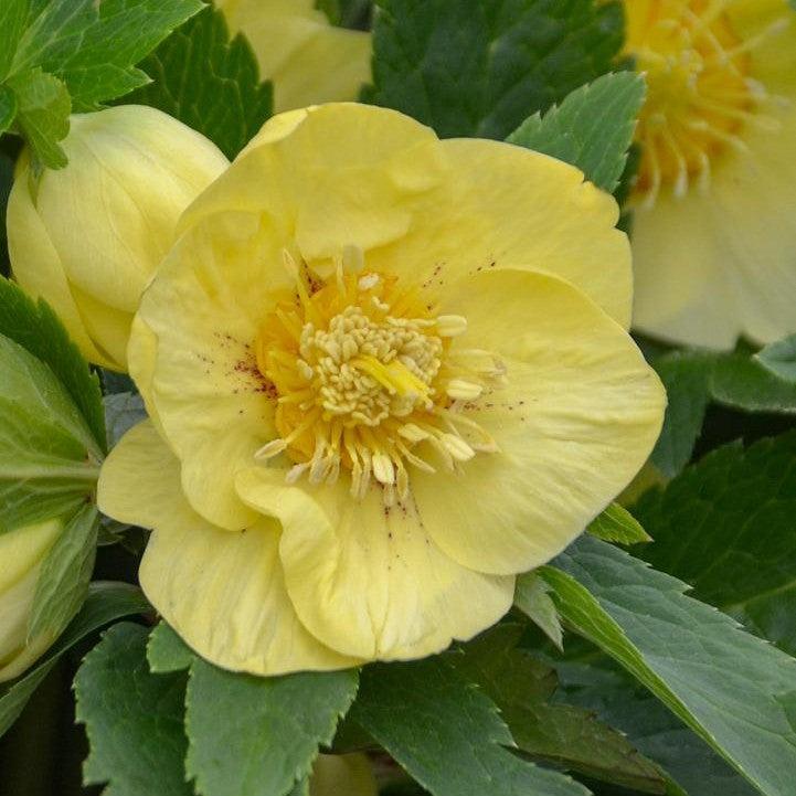 Helleborus 'California Dreaming' ~ Honeymoon® California Dreaming Lenten Rose-ServeScape