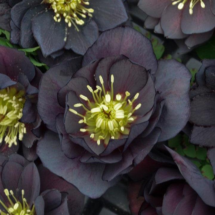 Helleborus 'Dark and Handsome' ~ Honeymoon® Dark and Handsome Lenten Rose-ServeScape