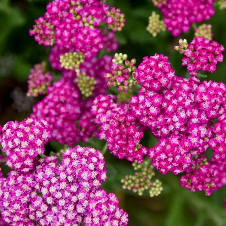 Achillea ’Firefly Fuchsia’ ~ PW® Firefly Fuchsia Yarrow-ServeScape
