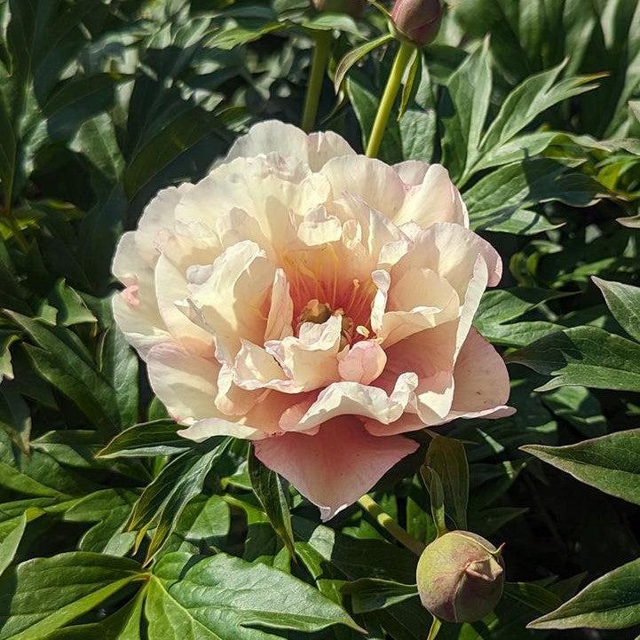 Paeonia 'Scrumdiddlyumptious' ~ Scrumdiddlyumptious Itoh Peony-ServeScape