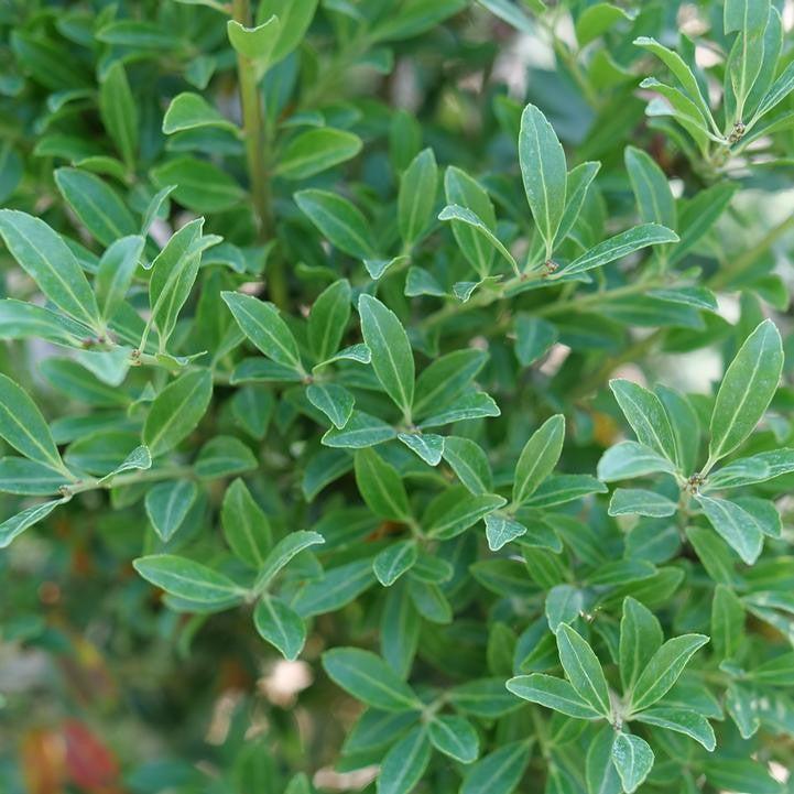 Ilex glabra 'SMNIGLA' ~ Squeeze Box® Inkberry Holly-ServeScape